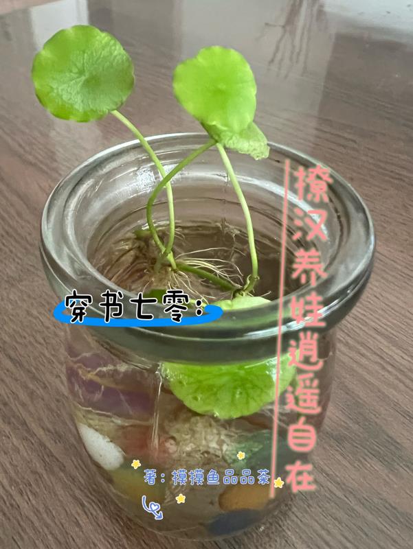 穿书七零貌美嫁糙汉